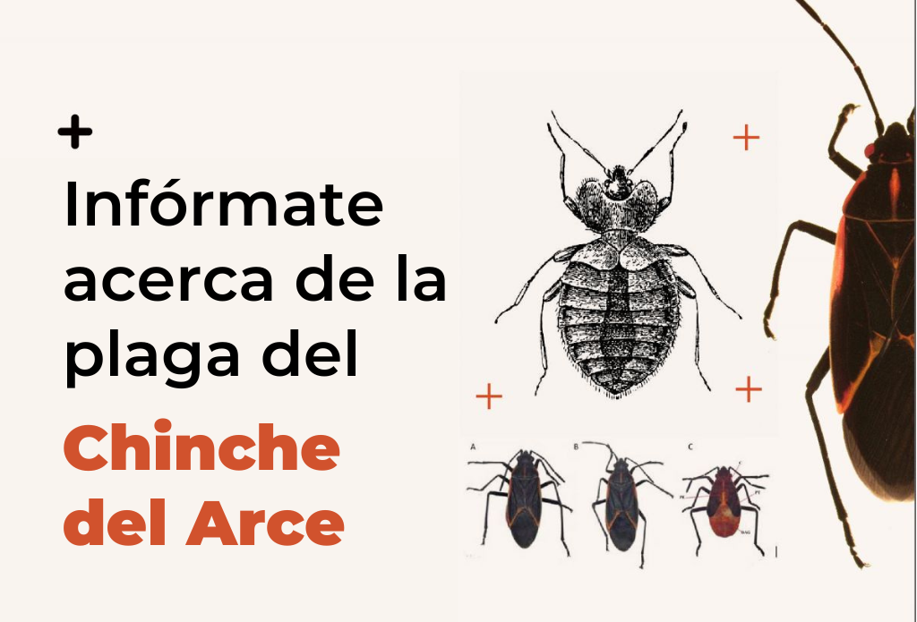 CHINCHE ARCE