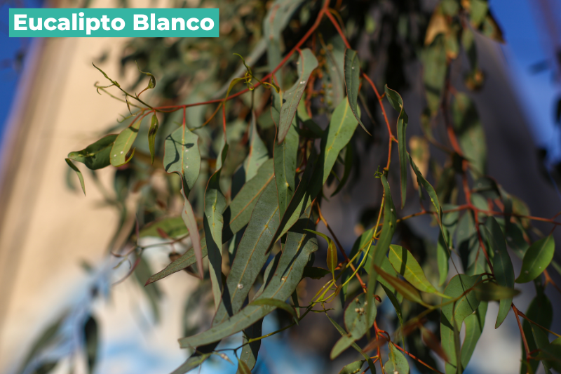 Eucalipto Blanco