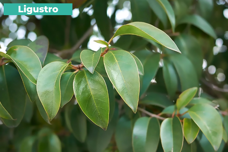 Ligustro