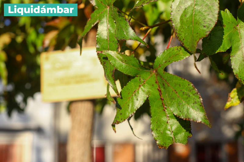 Liquidámbar