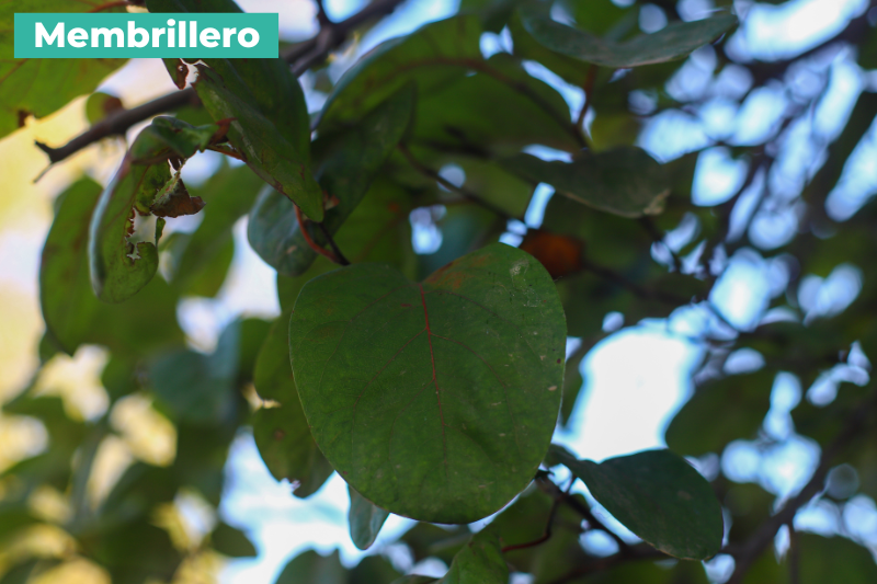 Membrillero
