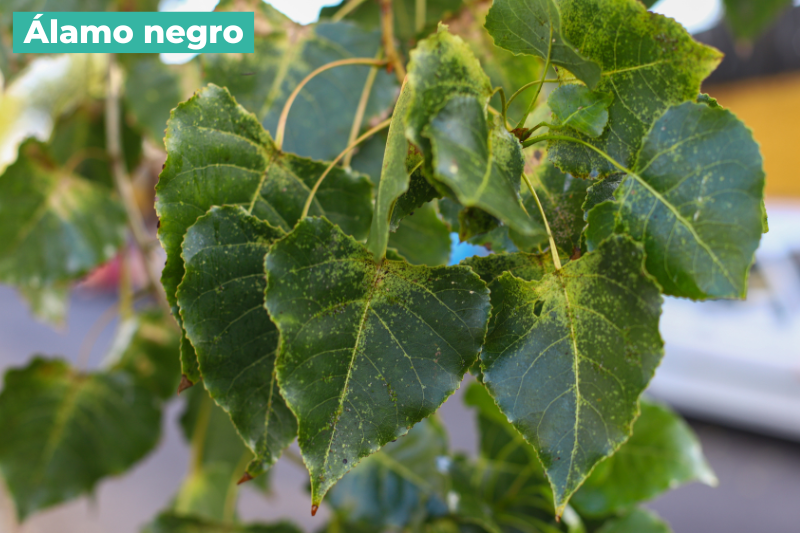 Álamo negro
