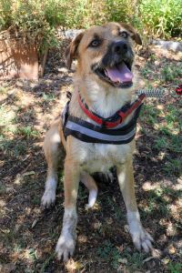 Balu